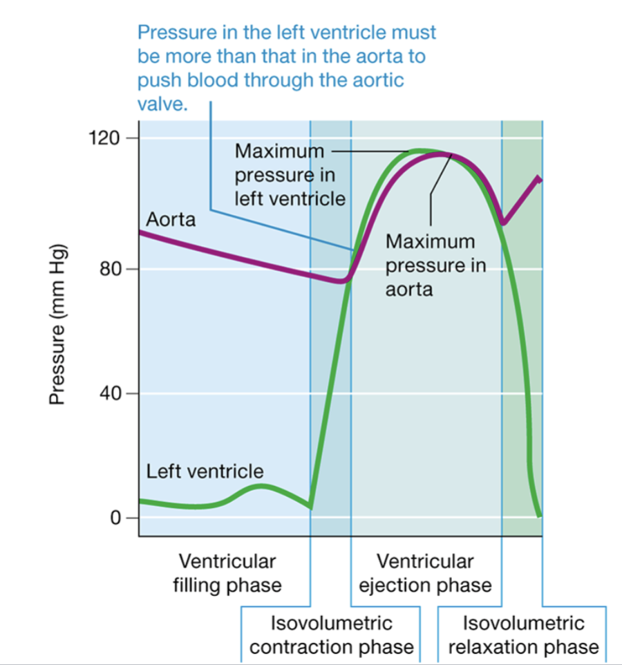 <ol><li><p>Ventricular Filling Phase: Ventricles are relaxed (diastole). Change in pressure moves blood to the ventricles.</p></li><li><p>Isovolumetric Contraction Phase: Atria relax (diastole). Ventricles contract (systole). Blood pushes the AV valves closed. <u>Both sets of valves are closed and ventricular volume does not change</u>.</p></li><li><p>Ventricular Ejection Phase: Ventricles continue contracting (systole). Semilunar valved are pushed open, and pressure increase moves blood out of the ventricles. Blood enters the aorta and pulmonary trunk.</p></li><li><p>Isovolumetric Relaxation Phase: Ventricles relax (diastole). Blood pushes semilunar valves closed. Both sets of valves are closes and ventricular volume does not change.</p></li></ol><p></p>