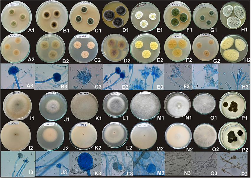 <p>Colony Morphology</p>