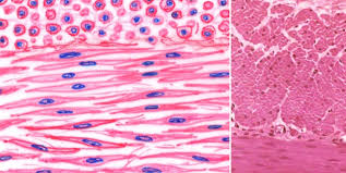 <p>is characterized by elongated, cylindrical shapes, striations, and multi nucleation, allowing for contraction and movement. </p>