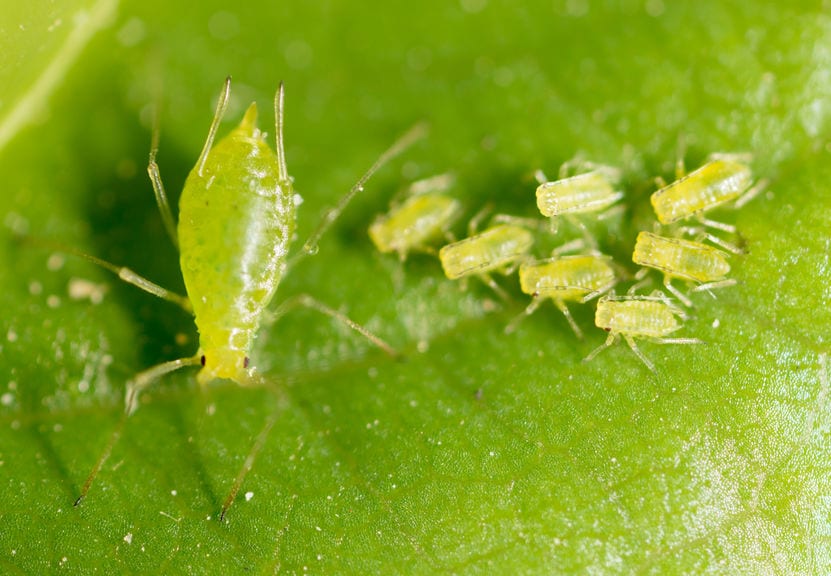 <p>Aphids</p><p>Order Hemiptera</p>