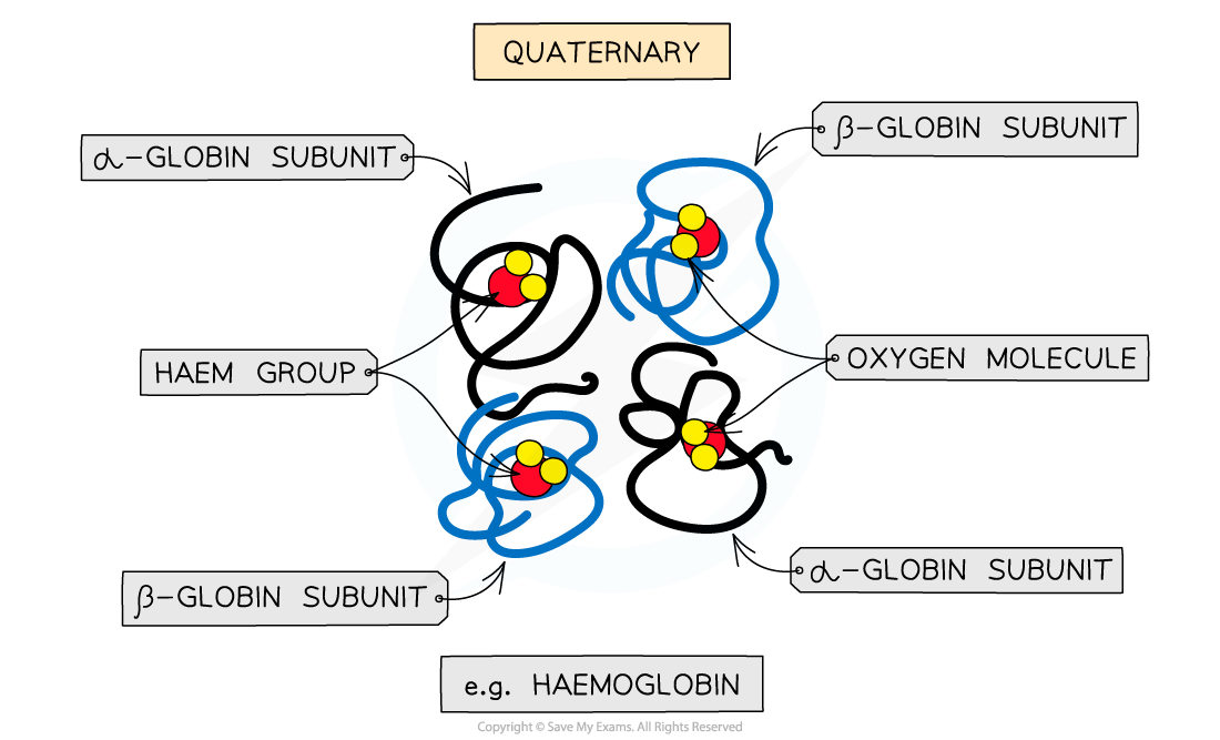 <p>What is quaternary structure?</p>