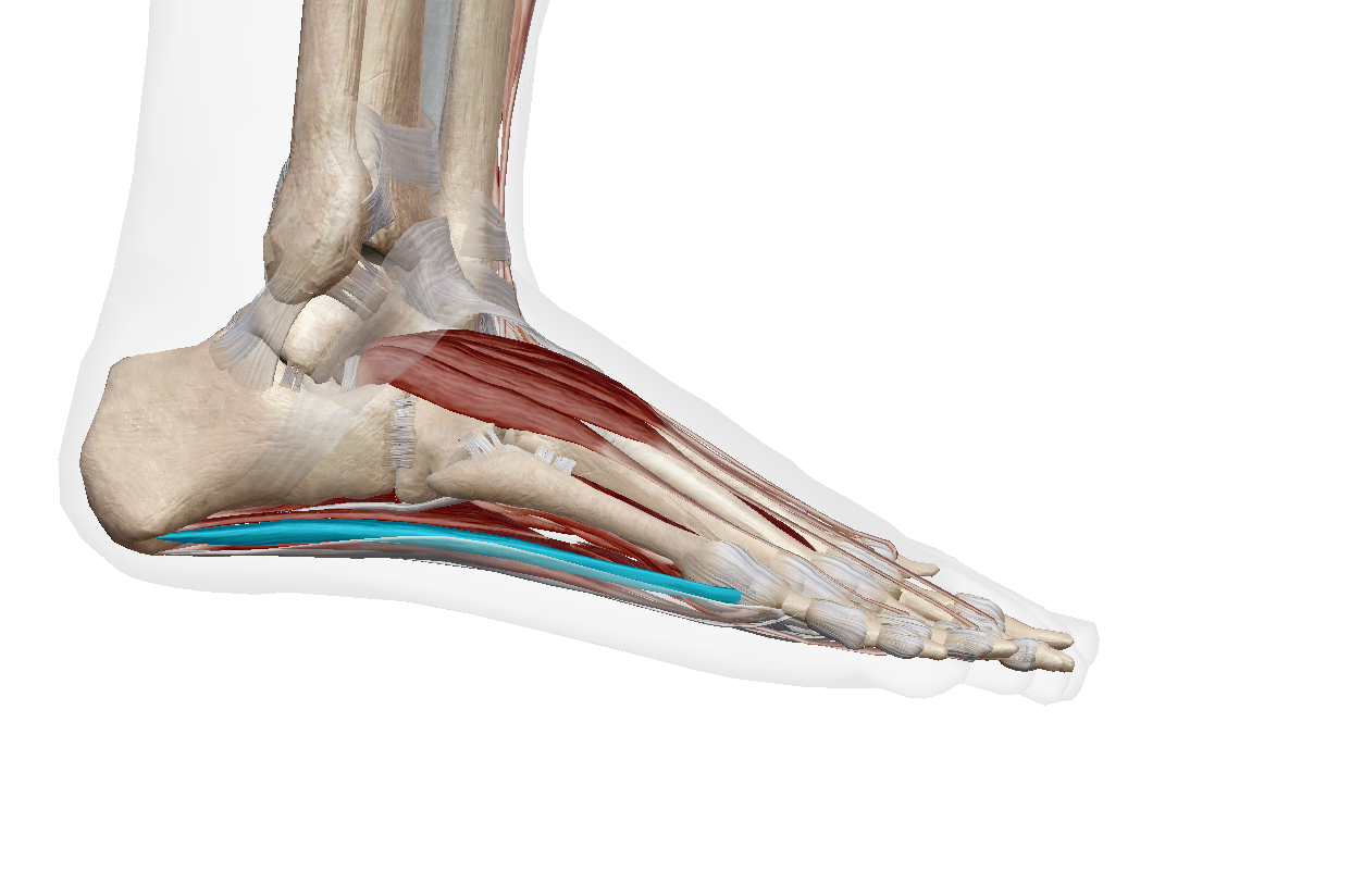 <p>Label the muscle</p>