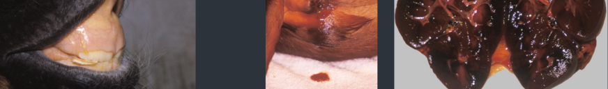 <p>MHA - Alloimmune mediated haemolytic anaemia (Neonatal Isoerythrolysis) - Equine Neonatal Isoerythrolysis</p><p>Describe each photo</p>