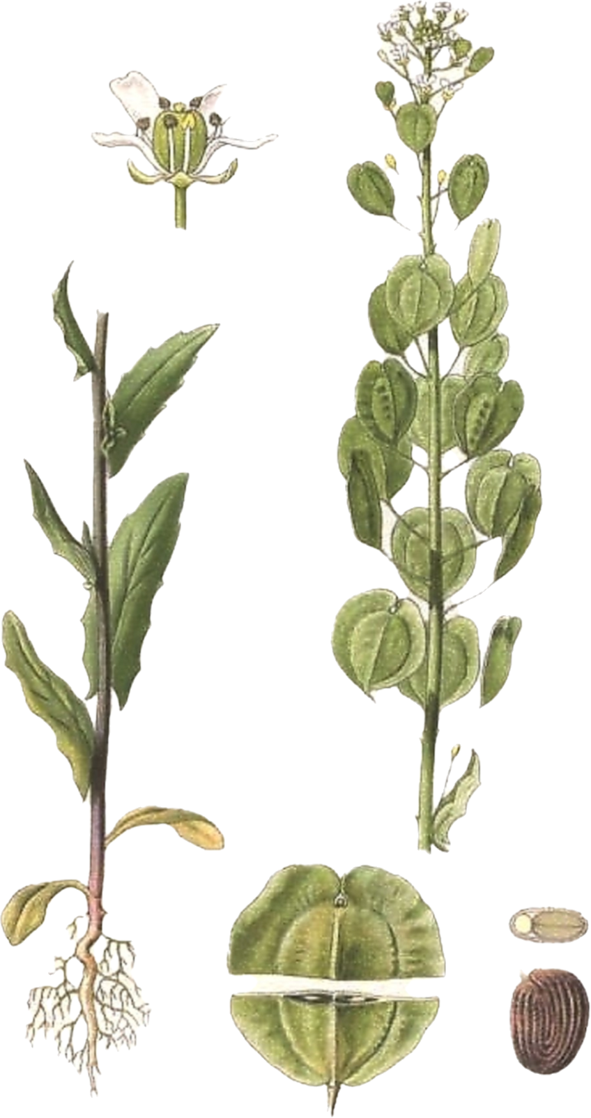term image