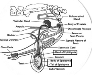 <ul><li><p>Caput = Head</p></li><li><p>Corpus = Body</p></li><li><p>Cauda = Tail</p></li></ul>