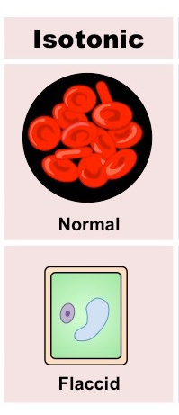 <p><strong><mark data-color="unset" style="background-color: unset; color: inherit;">solutions that have the same solute concentration as another solution, typically inside a cell, leading to no net movement of water across a semipermeable membrane</mark></strong></p>
