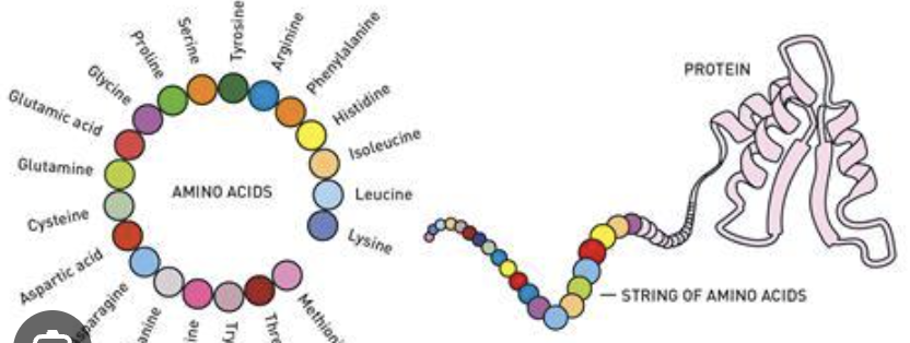 <p>Molecules built from building blocks called amino acids. This essential nutrient does most of the work within cells and is responsible for the structure, function, and regulation of the body cells, tissues and organs.</p>