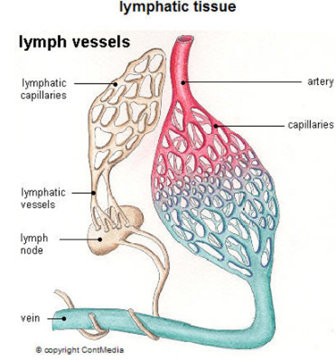 <p>retrieve water, WBCs, proteins from tissues and return to circulation</p><p>connected to circulatory system</p><p>lymph nodes- location of immune system cells, filter fluid from tissues</p><p>spleen- filters blood, removes old RBCs</p><p>thoracic duct- near the neck, where lymphatic system dumps fluid back into circulatory system</p>