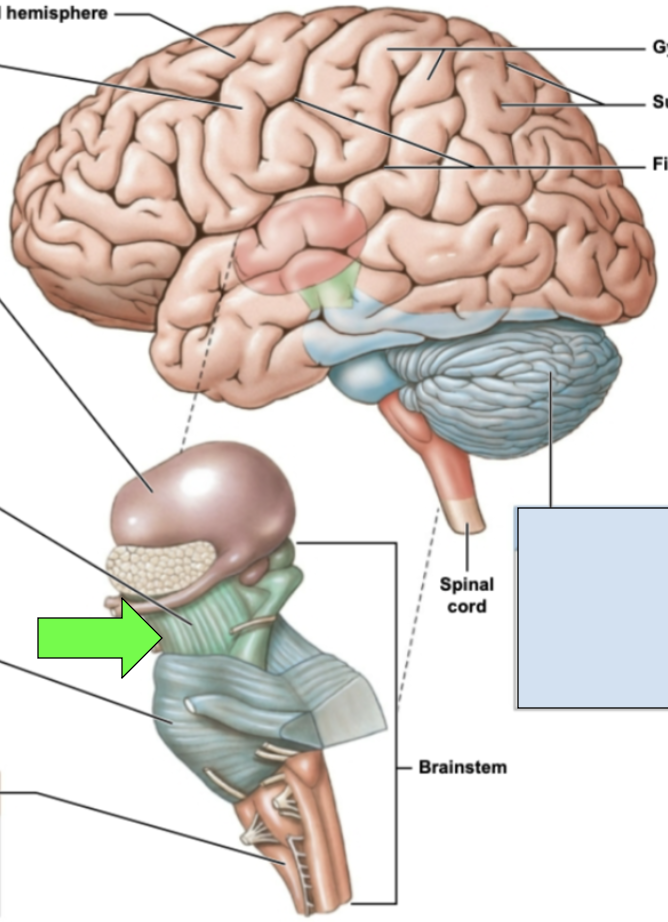 <p><span style="background-color: transparent;"><span>motor pathways, alertness, vision and hearing regulation; most superior part of brainstem</span></span></p>