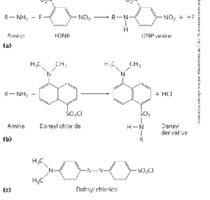 <p>FDNB, dansyl chloride, dabsyl chloride</p>