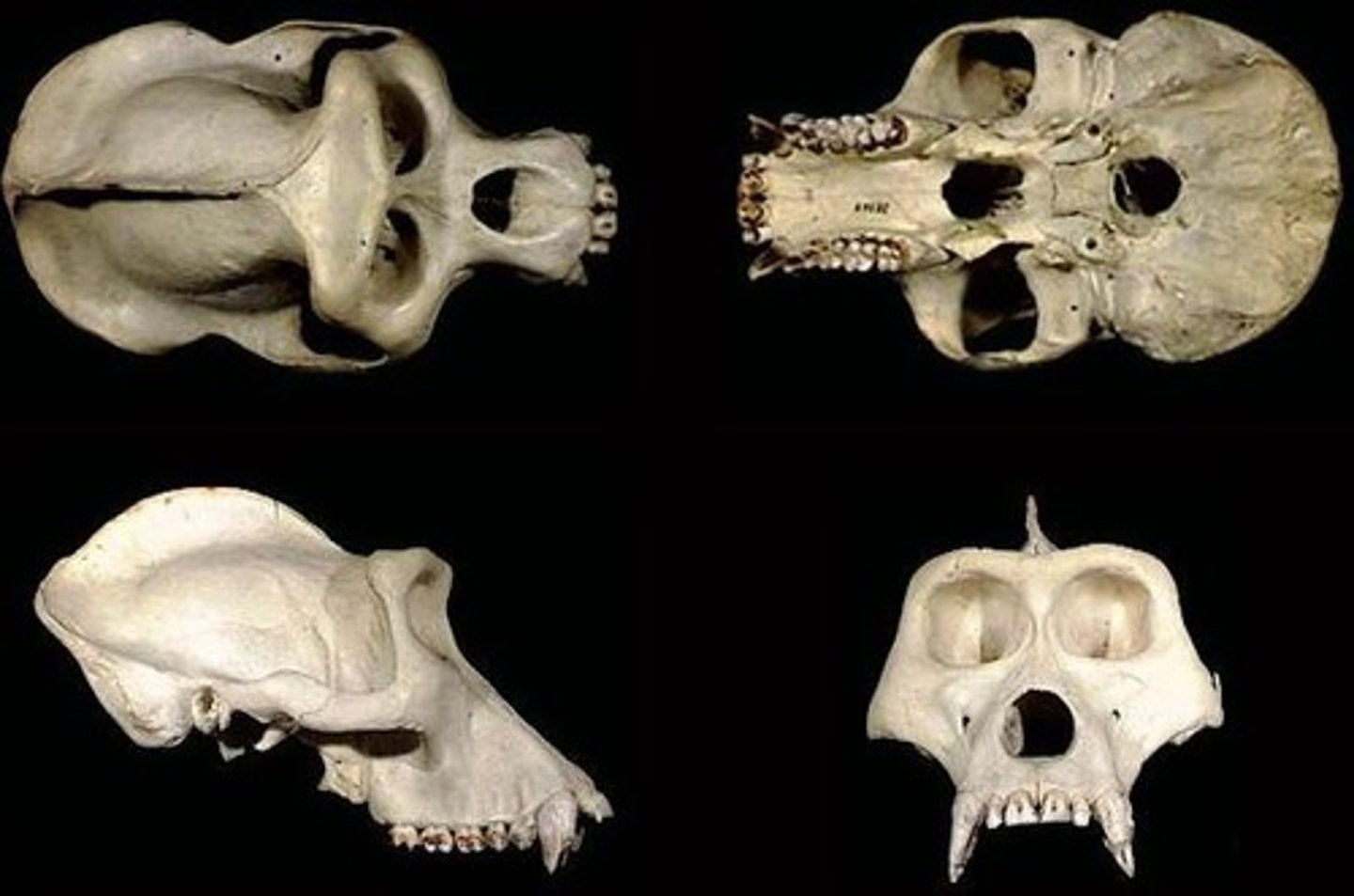 <p>Family has:</p><p>-Quadritubercular upper molars</p><p>-well developed sagittal crest (not in humans)</p><p>-Bony tube extending auditory bulla</p>