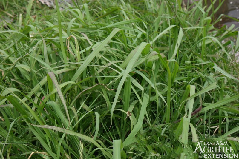 Dallisgrass 