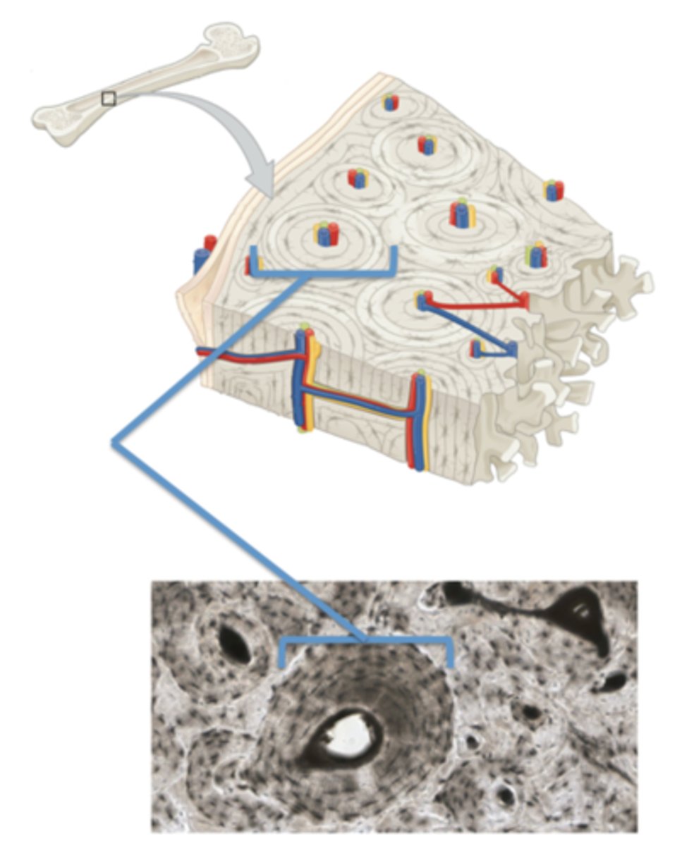 <p>What is the name for this functional unit of bone?</p>