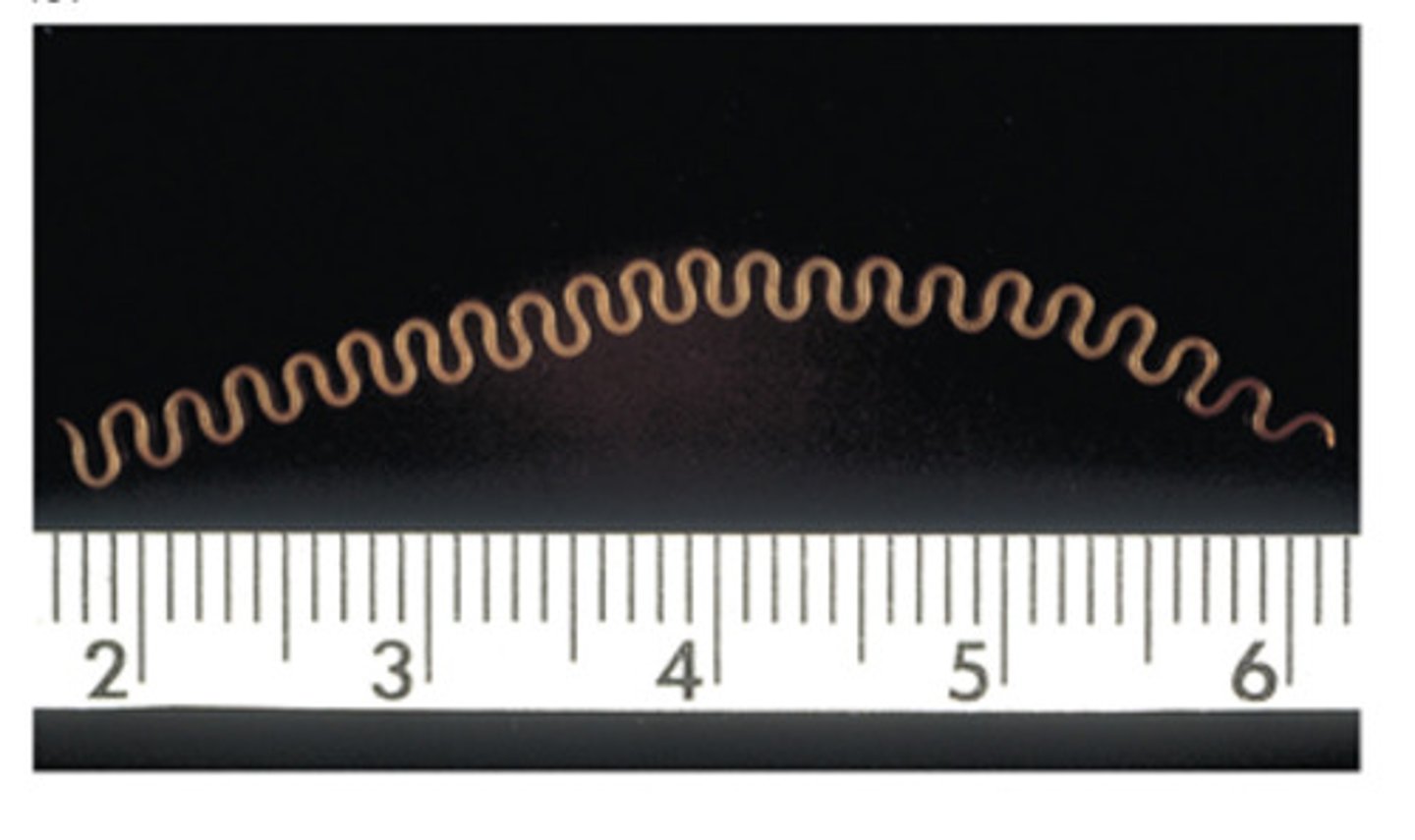 <p>The genus and species of the esophageal worm of ruminants that has a zigzag appearance is</p>