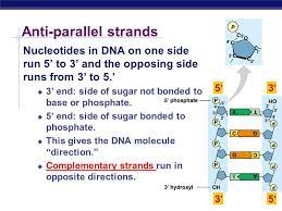 <p>The strands each run from 5&apos; to 3&apos; and run in antiparallel, or opposite, directions from one another.</p>