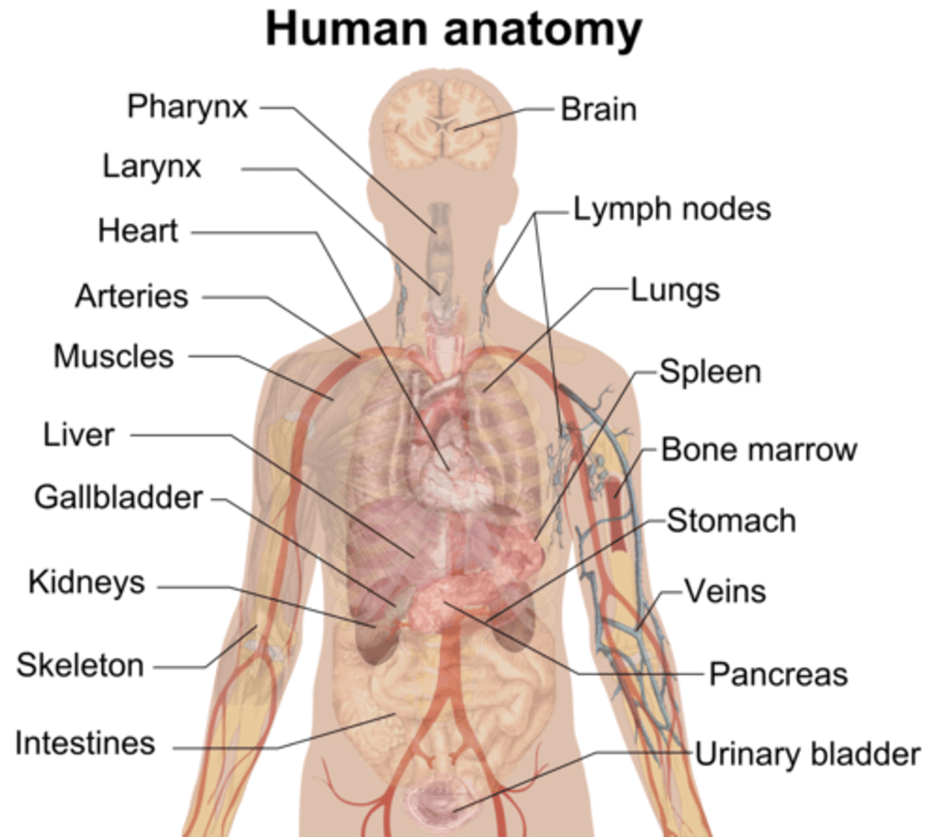 <p>Study of the body parts visble to the naked eye</p>