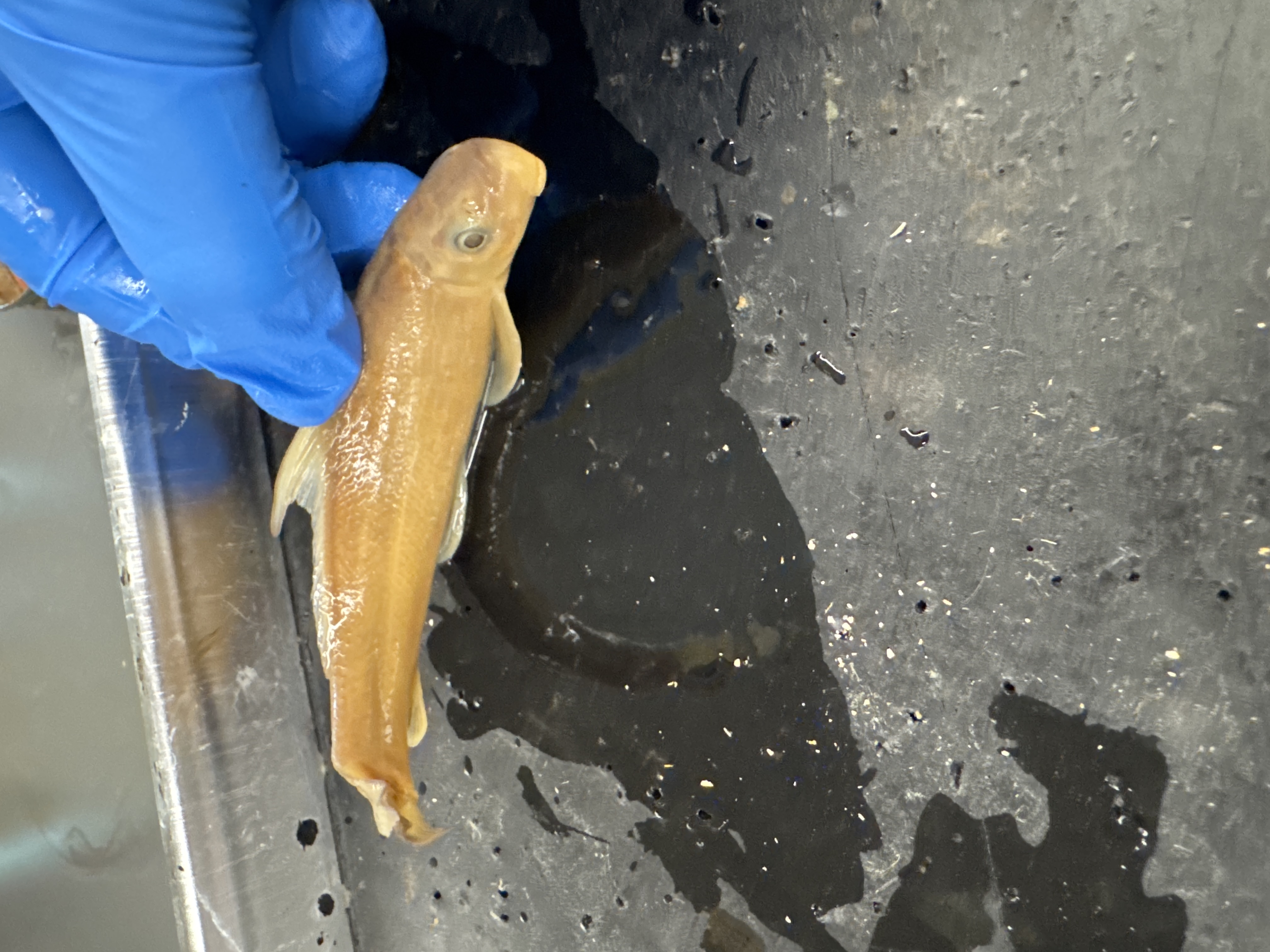 <p>Family:</p><p>Species:</p><p>Scientific:</p>