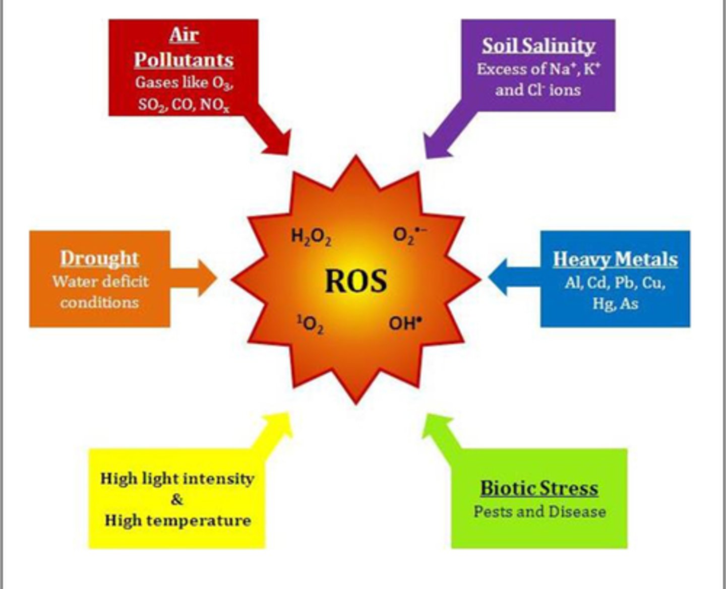 <p>(D) I, II and III<br><br>Each of the following about Reactive Oxygen Species are true:<br><br>I. Activated Phagocytes actually use Superoxide (O2 -) to cause oxidative stress in pathogens to kill them off.<br>II. Reactive Oxygen Species can damage DNA, proteins and even the lipid bilayer.<br>III. Oxidative Stress is linked to cancer, because it can turn proto-oncogenes into oncogenes.</p>