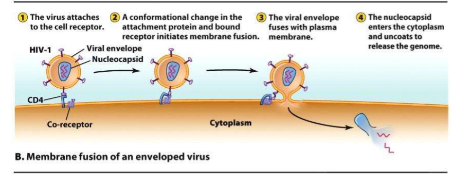 <p>viral envelope fuses with plasma membrane</p>