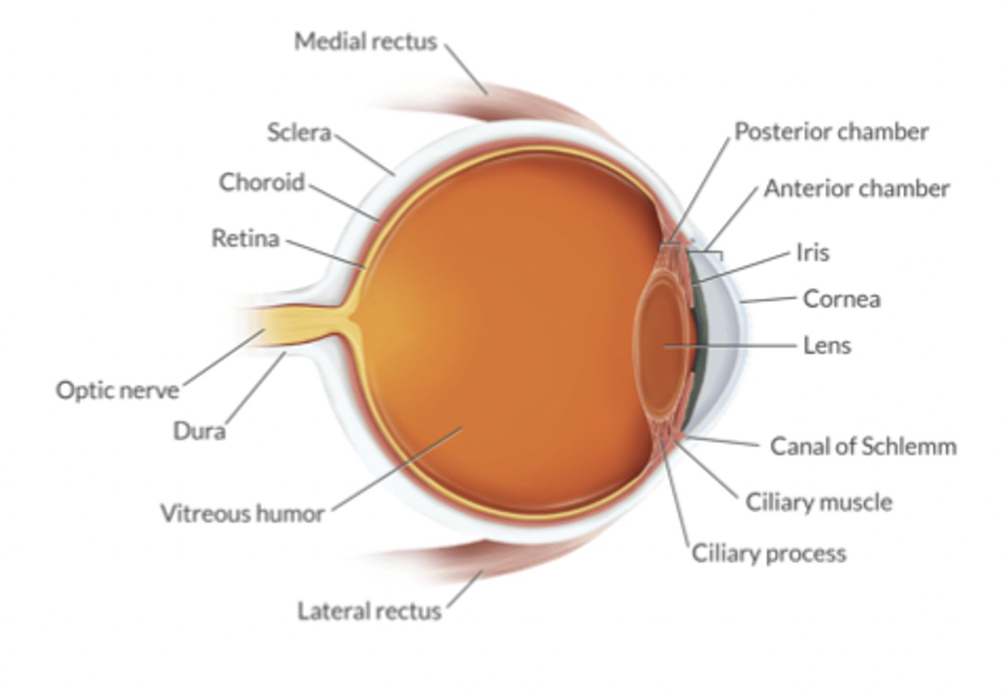 <p>Relatively noncompliant compartment containing:</p><p>-choroidal BV</p><p>-aqueous fluid volume</p><p>--humor produced by ciliary process (posterior chamber)</p><p>--humor reabsorbed by the canal of Schlemm (anterior chamber)</p><p>-extraocular m tone</p><p>Normal 10-20 mmHg</p><p>Intraoccular perfusion P = MAP - IOP</p>