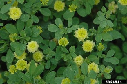 <p>annual; tolerant of soil acidity and low fertility</p><p>large hop clover has bigger flowers than small hop clover</p>