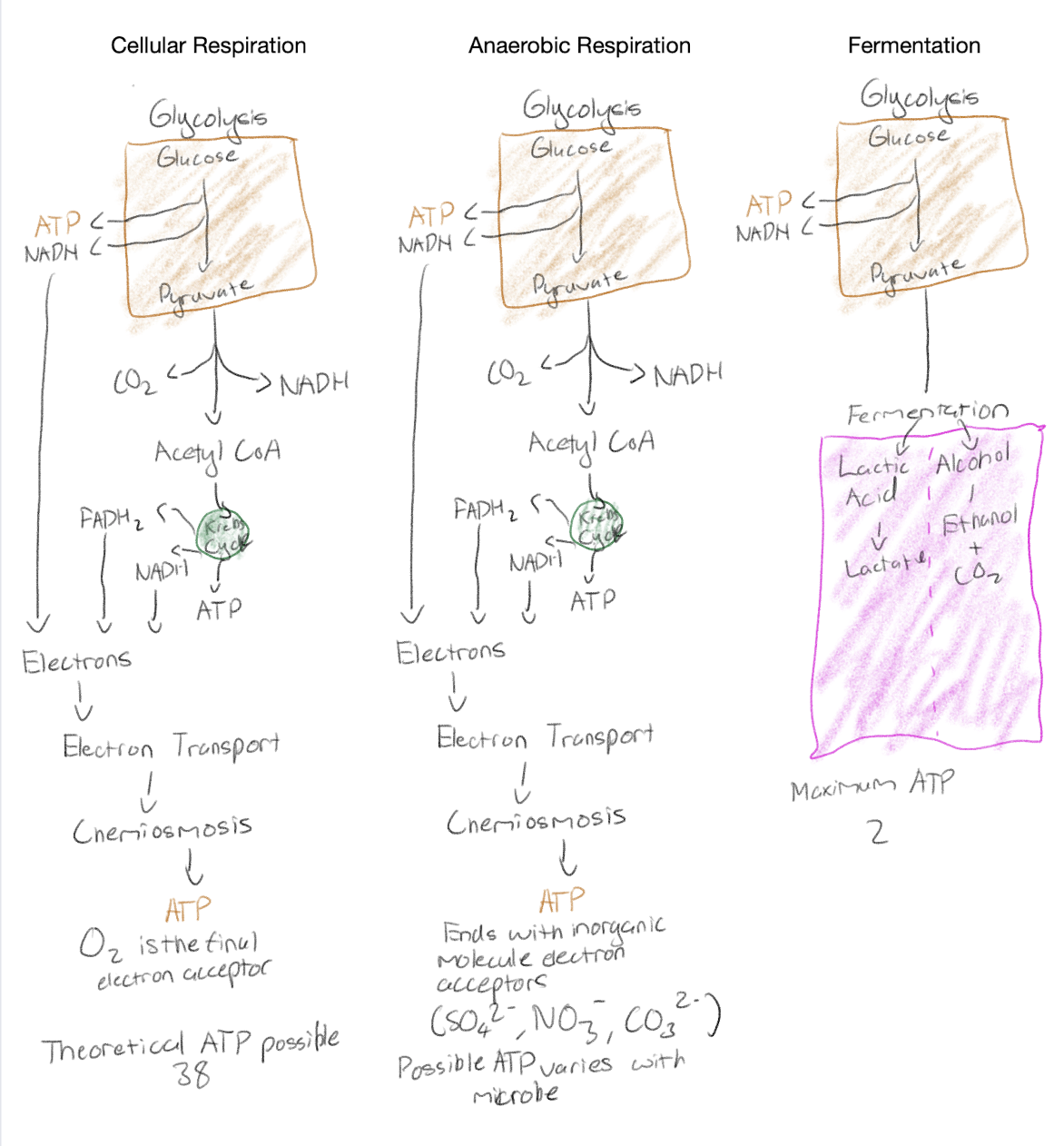 knowt flashcard image