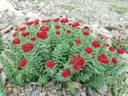 <p>King’s Crown</p>