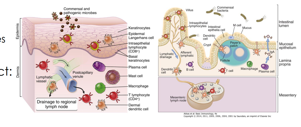 <p>specialized collections of lymphoid tissues </p>