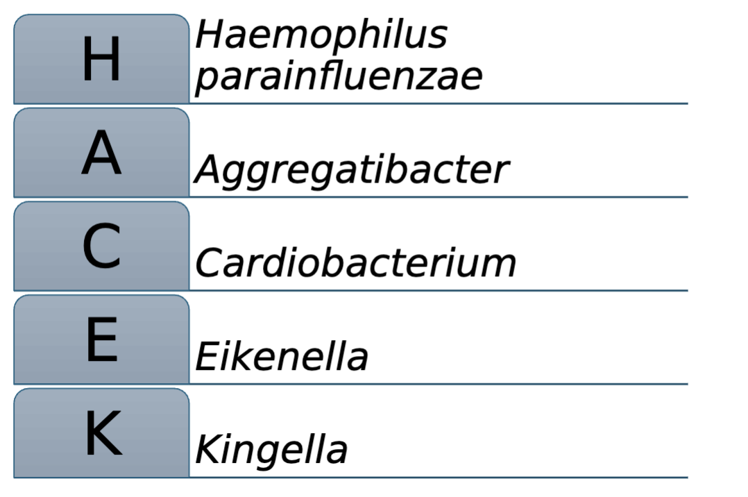 <ul><li><p><strong>H</strong>aemophilus parainfluenzae</p></li><li><p><strong>A</strong>ggregatibacter</p></li><li><p><strong>C</strong>ardiobacterium</p></li><li><p><strong>E</strong>ikenella</p></li><li><p><strong>K</strong>ingella</p><p></p></li></ul><p></p>