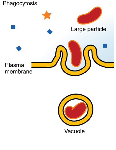 <p>A type of endocytosis in which a cell engulfs large particles or whole cells (SUBSTANCE = SOLID)</p>
