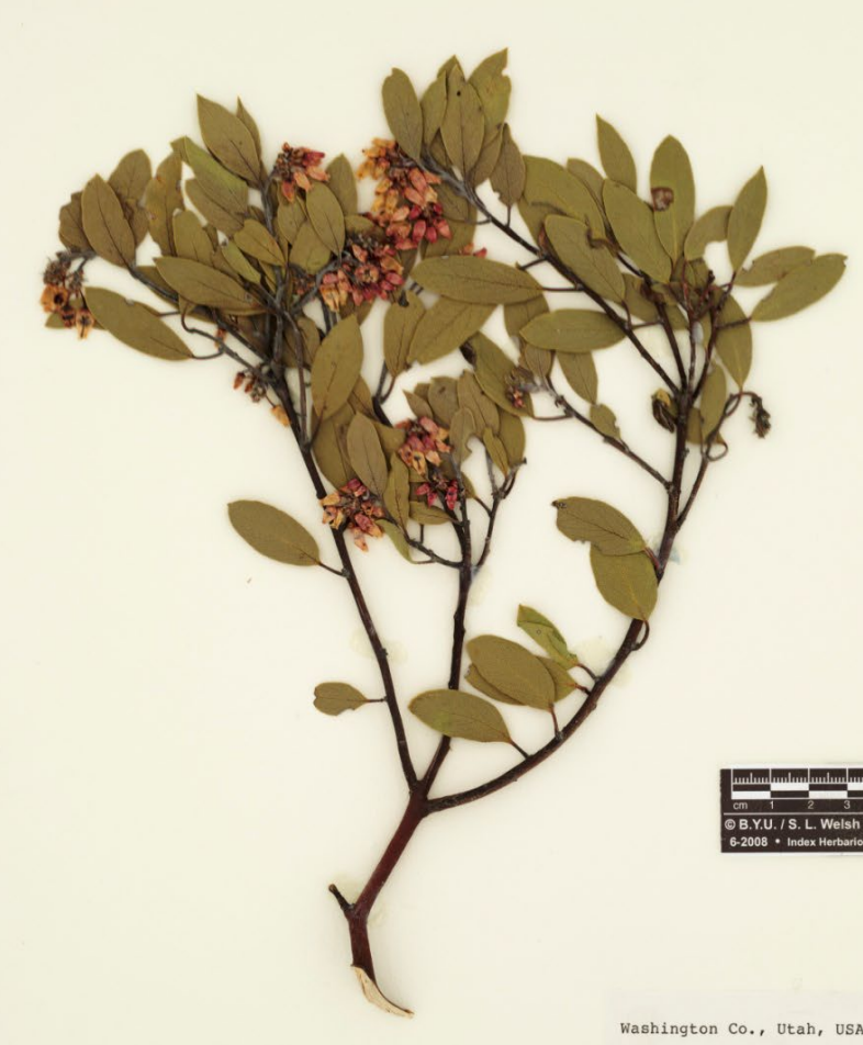 <p>Smooth red bark, thick, leathery leaves with pointed apex.</p>