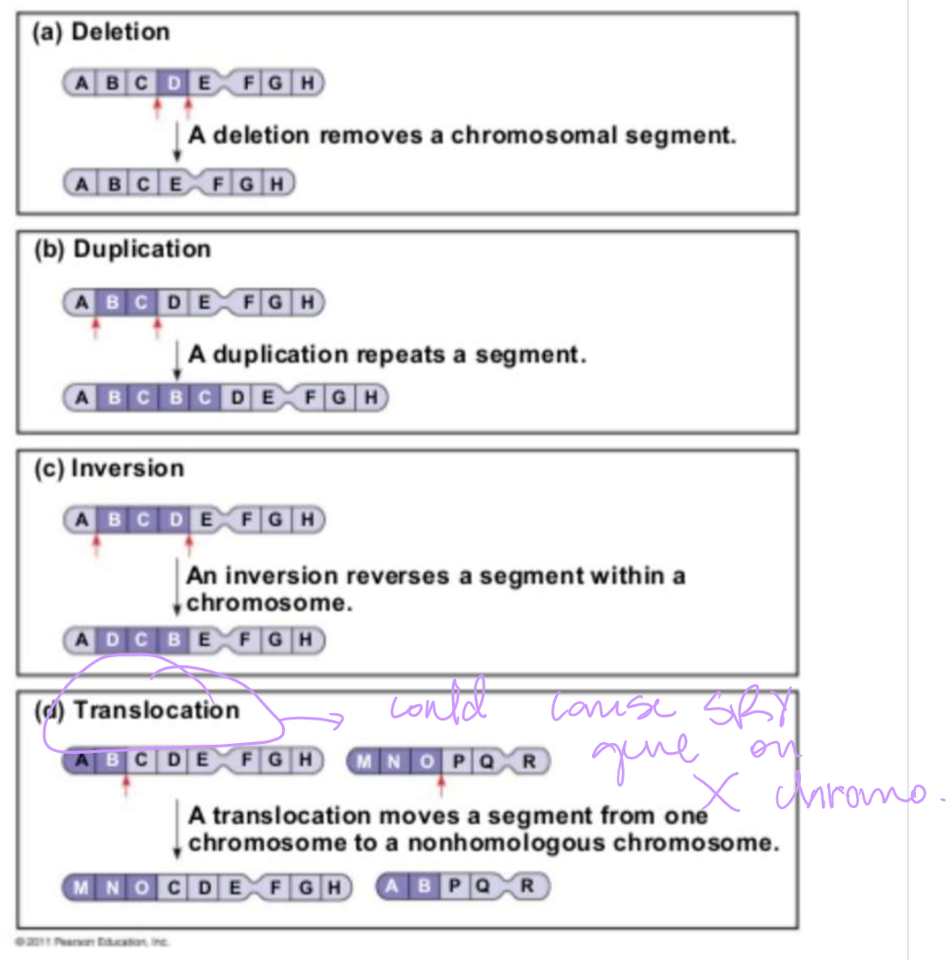 <p>Fragment of a chromosome joins a nonhomologous chromosome</p>