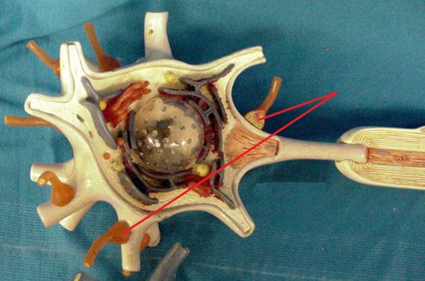 knowt flashcard image