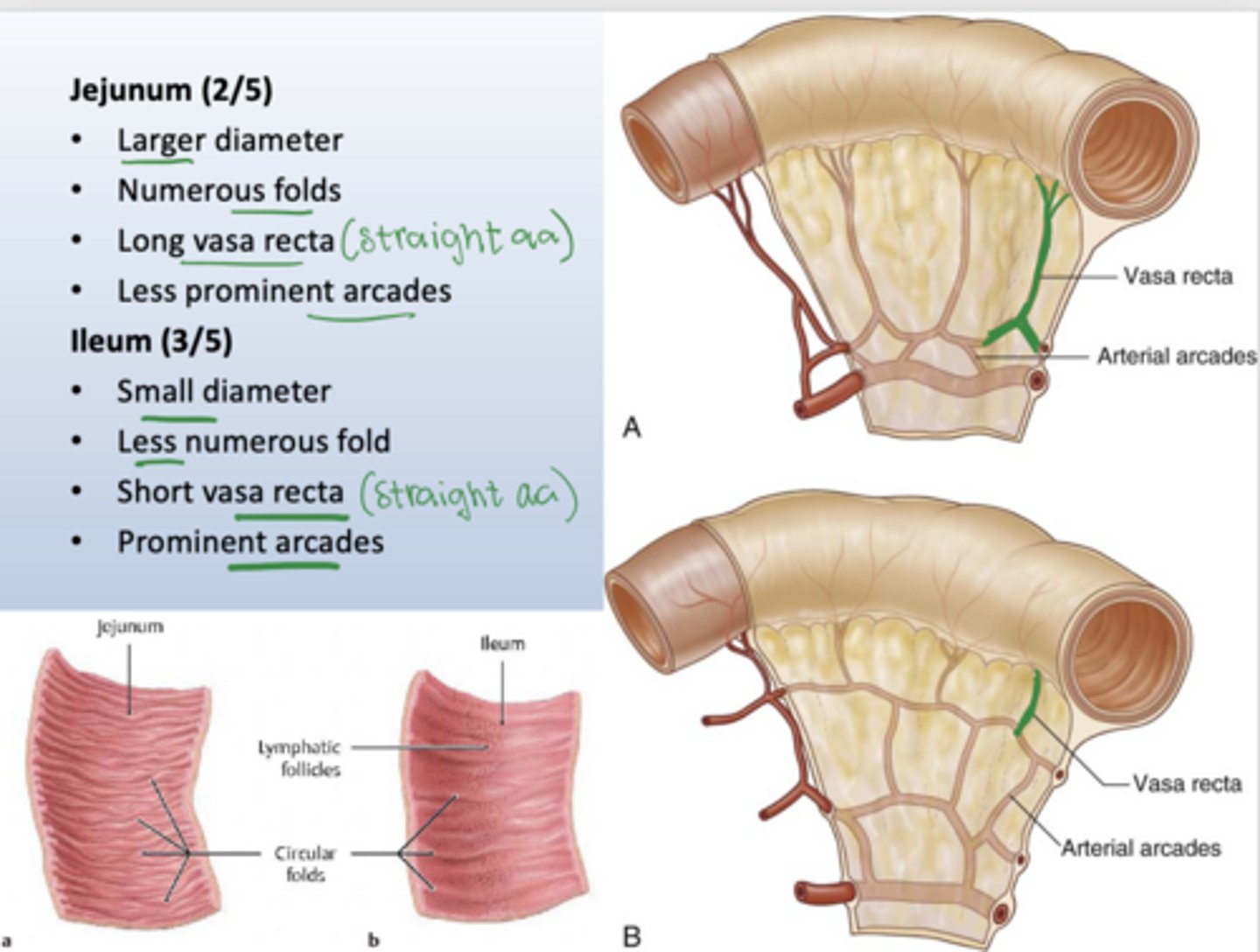 <p>Jejunum has a larger diameter, numerous mucosal folds, long vasa recta, and fewer arterial arcades.</p><p>Ileum has a smaller diameter, fewer folds, short vasa recta, and more complex arcades.</p>