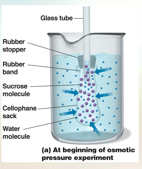 <p>Osmosis: The movement of water across a selectively permeable membrane from an area of high water to an area of lower water concentration.</p><p></p><p></p><p></p><p></p><p></p><p><span data-name="droplet" data-type="emoji">💧</span> <strong>Osmosis = Water Movement</strong> </p><ul><li><p>Water moves across a selectively permeable membrane.</p></li><li><p>Moves from:</p><ul><li><p><strong>High water concentration (low solutes)</strong> → to</p></li><li><p><strong>Low water concentration (high solutes)</strong>.</p></li></ul></li><li><p>Water can pass:</p><ul><li><p>Directly through lipid bilayer.</p></li><li><p>Through special protein channels = <strong>aquaporins</strong>.</p></li></ul></li></ul><p> </p><div data-type="horizontalRule"><hr></div><p> <span data-name="test_tube" data-type="emoji">🧪</span> <strong>Experiment Example (Cellophane Sack)</strong> </p><ul><li><p>Sack filled with sugar solution, placed in pure water.</p></li><li><p>Water enters the sack (since water is higher outside, lower inside).</p></li><li><p>Sugar cannot leave (too big).</p></li><li><p>Sack swells until pressure pushes water out again.</p></li><li><p>Balance point = <strong>equilibrium</strong>.</p></li><li><p>Pressure created = <strong>osmotic pressure</strong>.</p></li></ul><p> </p><div data-type="horizontalRule"><hr></div><p></p>