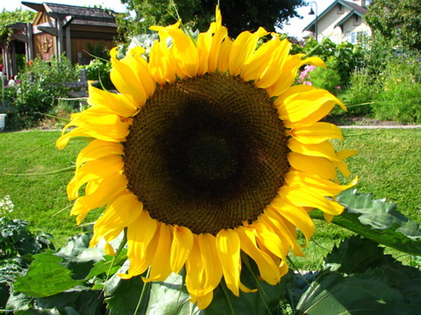 <p>The petals are considered..</p>