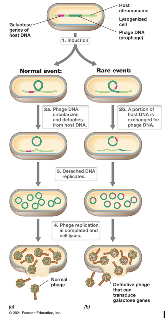 <ul><li><p><span style="font-family: Arial, sans-serif">DNA from a specific region of the host chromosome is integrated directly into the virus genome</span></p><ul><li><p><span style="font-family: Arial, sans-serif">Donor genes inserted by homologous recombination or during viral replication</span></p></li></ul></li><li><p><span style="font-family: Arial, sans-serif">Starts with lysogenic cycle</span></p><ul><li><p><span style="font-family: Arial, sans-serif">Lysogenic phages (integration of phage into the host genome)</span></p></li></ul></li><li><p>Normal:</p><ul><li><p>Starts with induction. The phage DNA (prophage) circularizes and detaches from the host DNA</p></li><li><p>The detached DNA then replicates and once finished, the cell lyses and normal phages are released</p></li></ul></li><li><p>Rare: </p><ul><li><p>Starts with induction. A portion of the host DNA is exchanged for phage DNA.</p></li><li><p>Detached DNA then replicates and once finished, the cell lyses and defective phages are released which can transduce the host DNA within.</p></li></ul></li></ul>