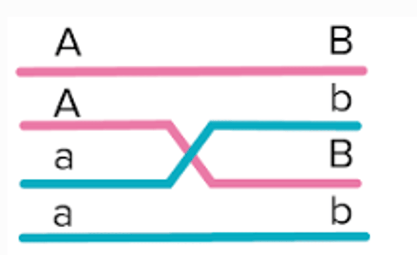 <p>single cross over between 3 alleles</p>