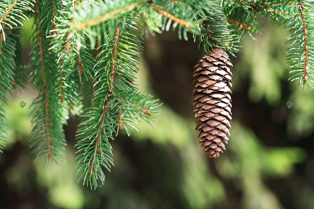 <p>Picea abies</p>