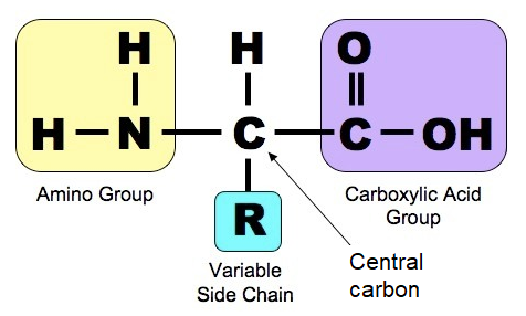 <p>Central Carbon, Amino group, carboxyl group, Hydrogen, R group</p>