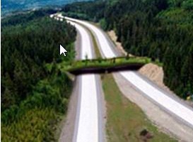 strips of habitat that connect isolated habitat fragments