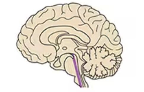 <p>Name this part of the brain:</p>