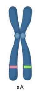 <p>From the Chromosome shown, is it Homozygous or Heterozygous, and what allele will be expressed?</p>