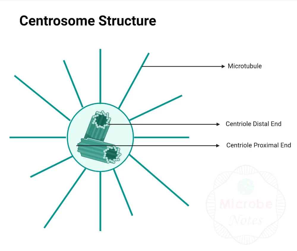 <p>where the centrioles are located</p>