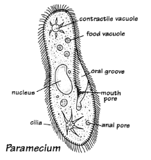 <ul><li><p>heterotrophs</p></li><li><p>move around to capture food</p><ul><li><p>e.g. some move around using small hairs (cilia) or by shifting their cytoplasm creating ‘feet’ called pseudopods</p></li><li><p>some use a tail to swim (flagellum)</p></li></ul></li></ul><p></p>