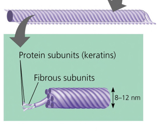 <ul><li><p>Fibers of proteins supercoiled into thick cables</p></li></ul>