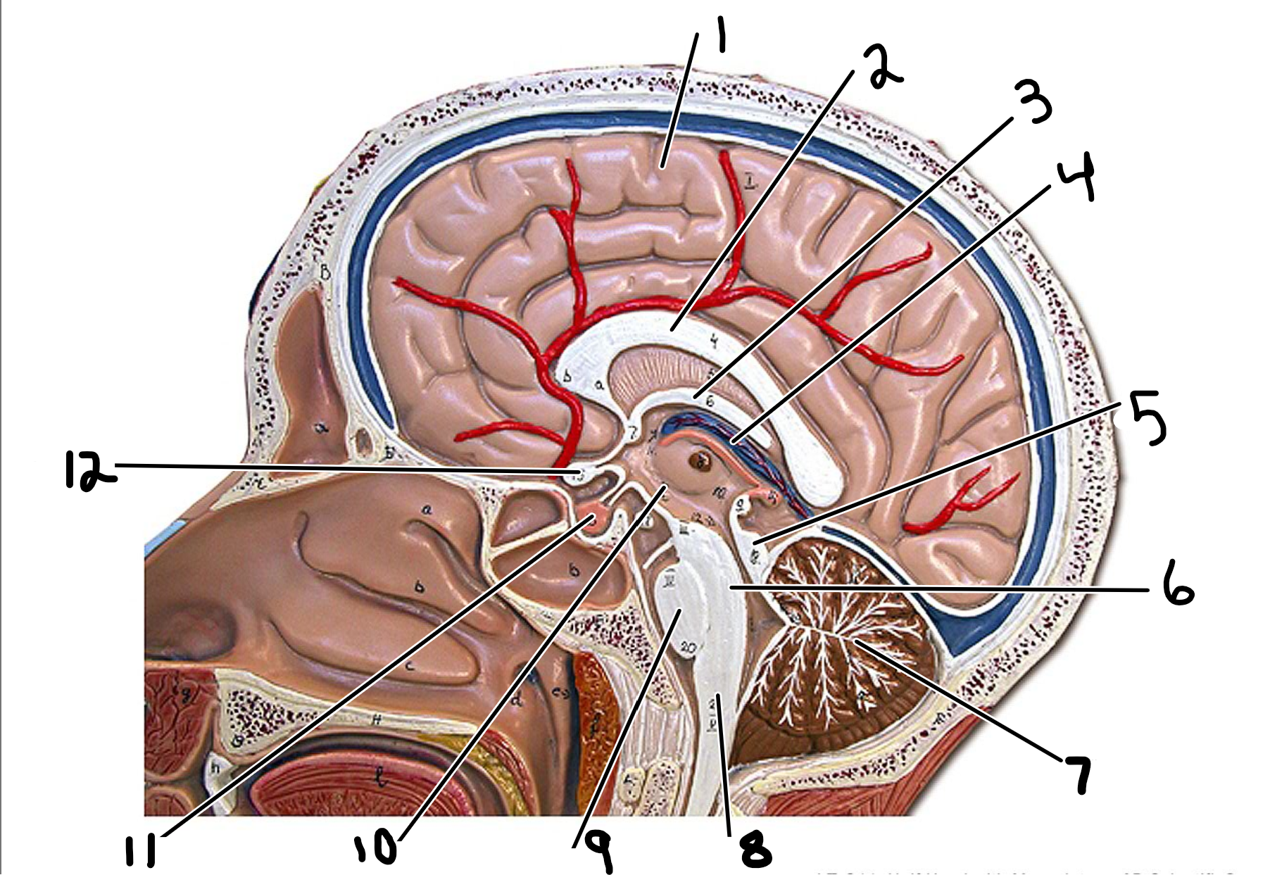 <p>Brain: midsagittal view </p>