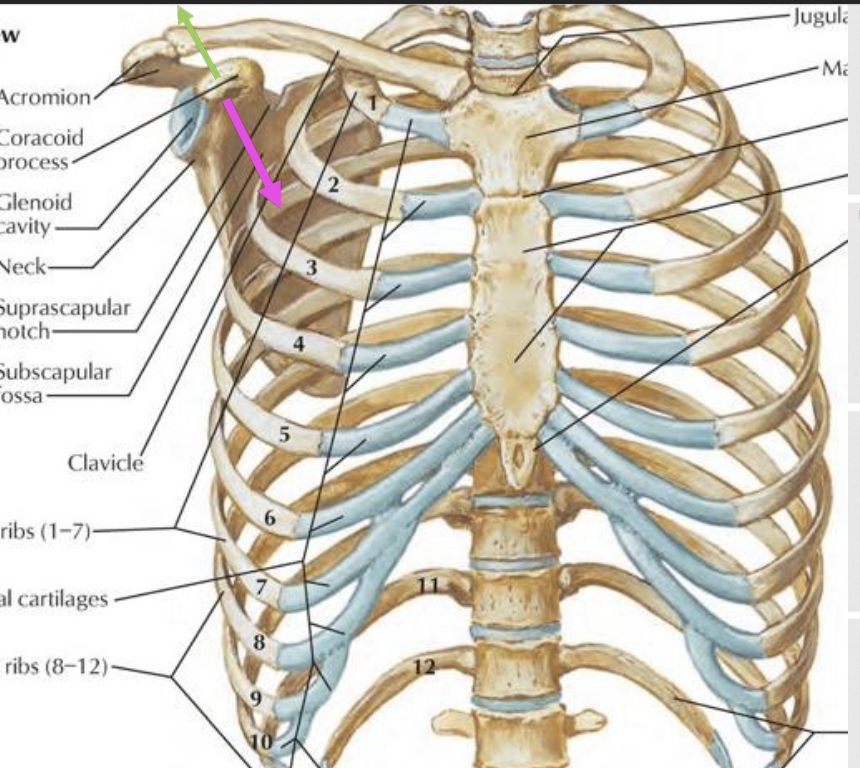 <p>anterior tilt</p><ul><li><p>movement about coronal (frontal) axis</p></li><li><p>coracoid process moves in anterior and caudal direction</p></li><li><p>inferior angle moves in posterior and cranial direction</p></li><li><p>this movement associated with elevation</p></li></ul><p>posterior tilt</p><ul><li><p>movement about coronal (frontal) axis </p></li><li><p>coracoid process moves posterior and cranial</p></li><li><p>inferior angle moves posterior and caudal</p></li></ul><p></p>