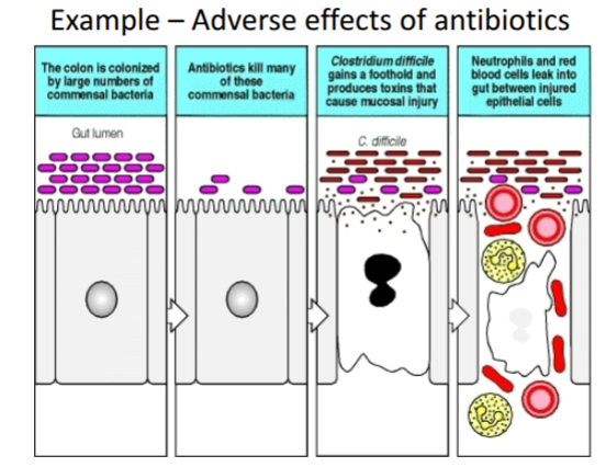 <p>inhabit mucosal surfaces, esp in GI, respiratory tracts and skin</p><p>innate immune system is always primed and functioning against commensal bacteria but it has a tolerance which prevents inflammation</p><p>prevent attachment of pathogenic bacteria and block invasion and infection </p>