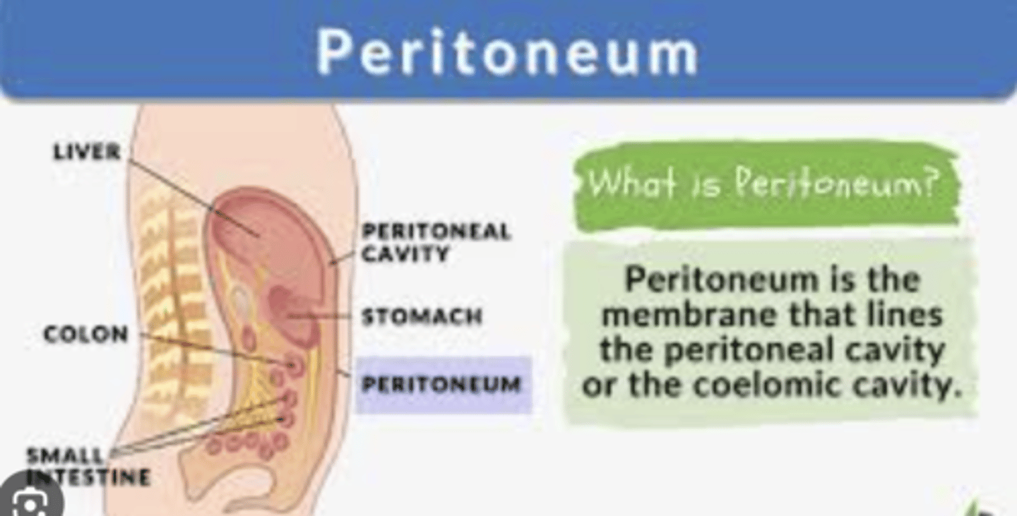 <p>retroperitoneal structures.</p><p>- Structures recovered by the visceral peritoneum are called intraperitoneal, (ie stomach and liver) while structures which develop above the parietal peritoneum are called retroperitoneal and are only partially covered by it</p>